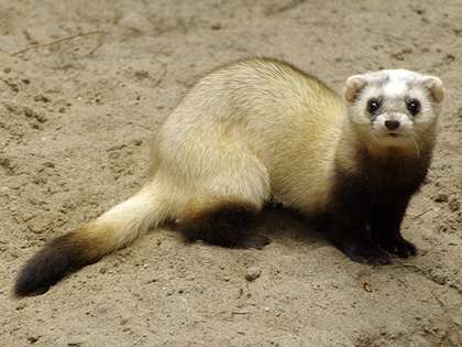Stepski tvor - Mustela eversmanii